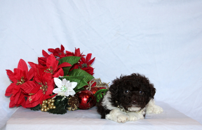 puppy, for, sale, Toy Poodle, Matthew B. Stoltzfus, dog, breeder, Gap, PA, dog-breeder, puppy-for-sale, forsale, nearby, find, puppyfind, locator, puppylocator, aca